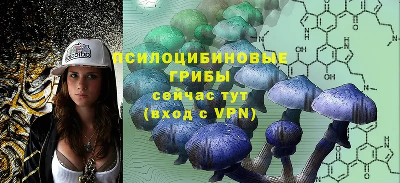 купить  сайты  Верещагино  Галлюциногенные грибы Magic Shrooms 